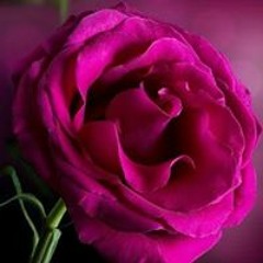 تيتا سعيدة تيتا سعيدة