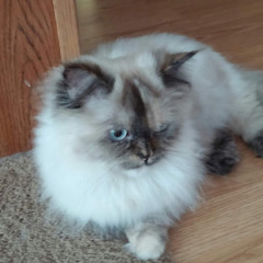 Luna The Cat