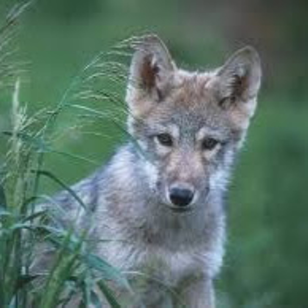 Stream Anna-Louise Carter music | Listen to songs, albums, playlists for  free on SoundCloud