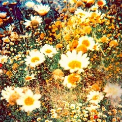 TheWhimpusheadChronicles