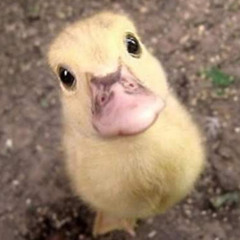 Alina E Brown (2025)