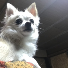 ちゃーすちゃす S Stream ちゃーすちゃす S Stream