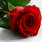 redrose golsorkh