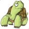 Tortue