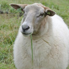 Gam3rsheep1724