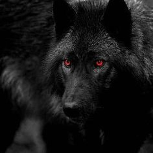Black wolf машина