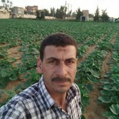 عمرو
