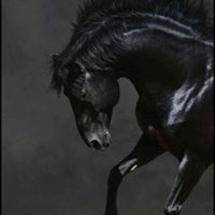 العنود محمد