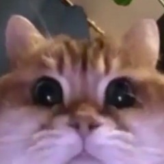 Joe