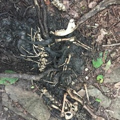 go outside (stare at the sun) (Pet Symmetry)