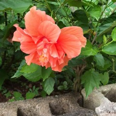 Hanabiscus