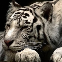 Александр Живой