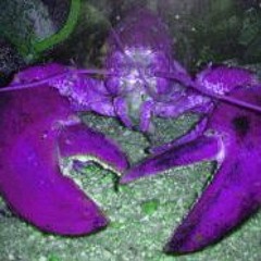 abblescauce