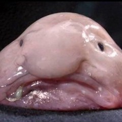 billy blobvis