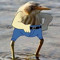 grimble