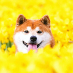 Doggie