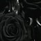 Black Rose