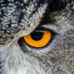 Toute paupière dressée