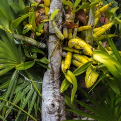 fruitification
