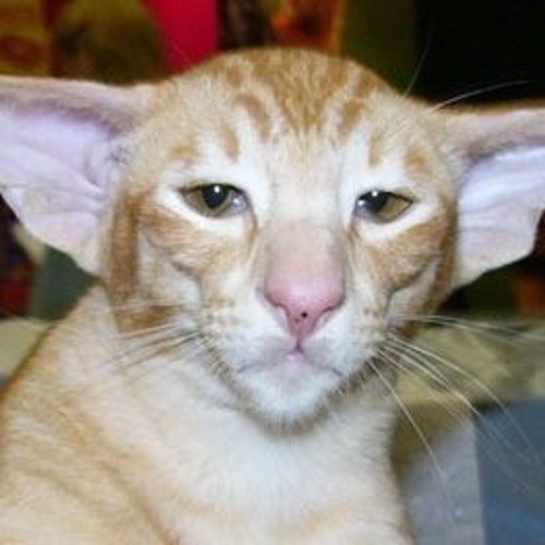 B15 Project - The Birmingham Crew