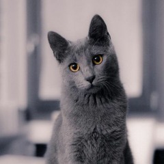 Katz