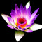 Meditate Toronto