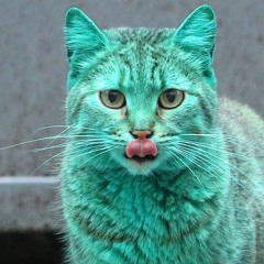 Ginnybombay