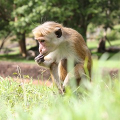 Matthew Grima Connell