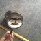 chip