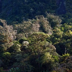 Downtempo, Cinematic, Ambient, Post-rock, Experimental