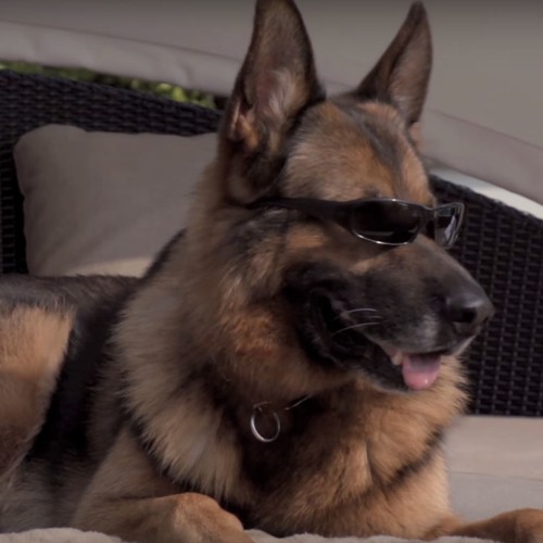 hansa german shepherd