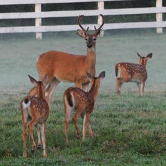 Little Buck