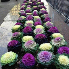 علي البريكي بلغ حبيبك.m4a