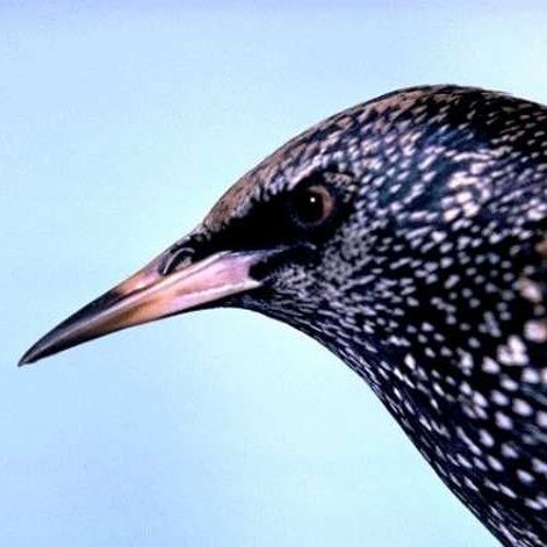 Common Starling’s avatar