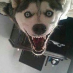 Dogolover123