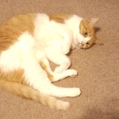 早田綾美 S Stream