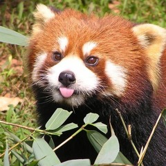 Friendly Red Panda