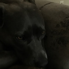 Unicorngirl9_0_9 Lit