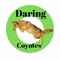 Daring Coyotes