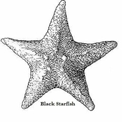 Black Starfish