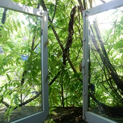 the thorn of a rose branch