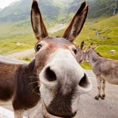The Mule