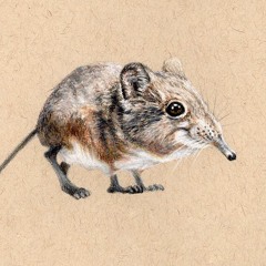 Hung Like A Shrew