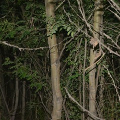 wooded forest