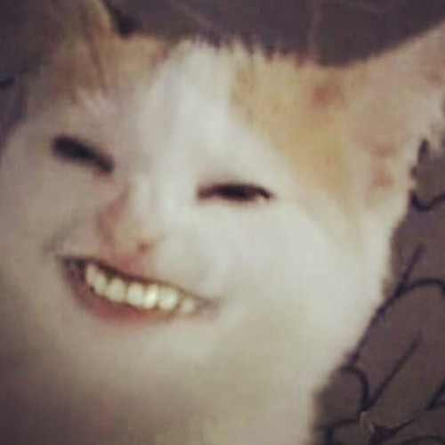 Фу пашлятена мем с котом Stream Desssss music Listen to songs, albums, playlists for free on SoundCloud
