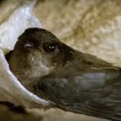 Swiftlet Center Super 9