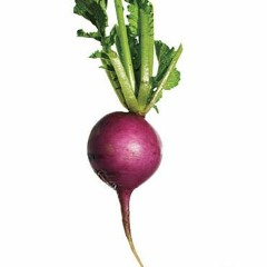 LIL RADISH
