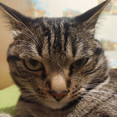 kitya kitekat