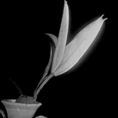 NC111133779