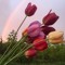 RoseaBlue076